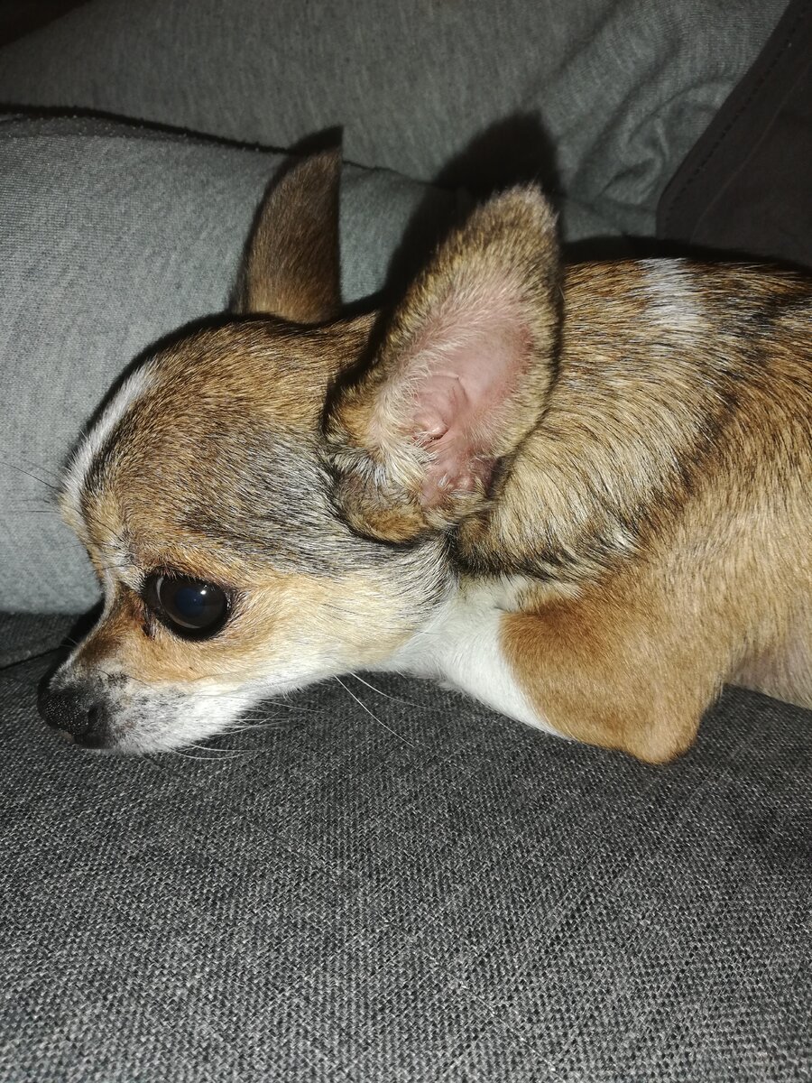 "Уши, лапы и хвост! Вот мои документы", - говорил Шарик. А у Лулу есть ещё паспорт. Фото автора. 