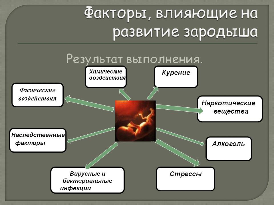 РАЗВИТИЕ ЭМБРИОНА ЧЕЛОВЕКА | АРТ-ЭКО – клиника лечения бесплодия в Москве