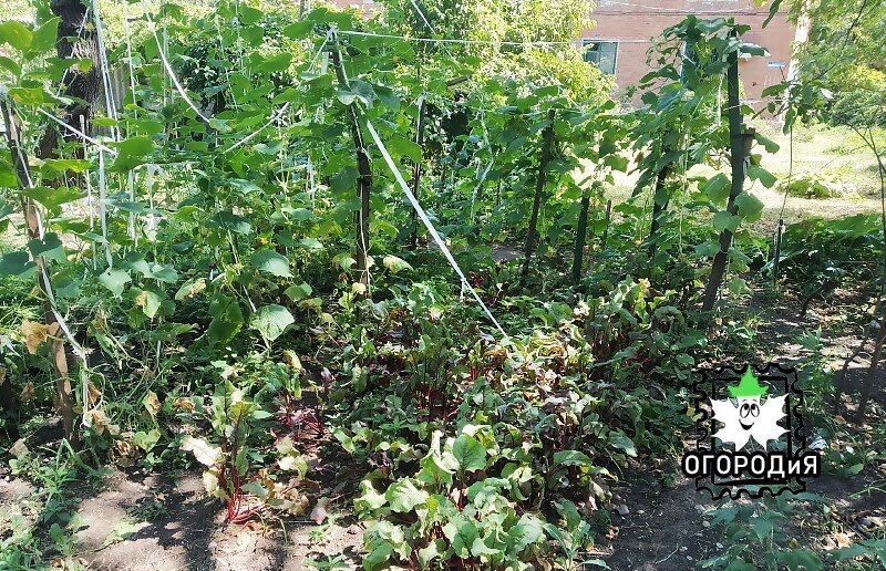 Это центр г. Краснодара, не дача