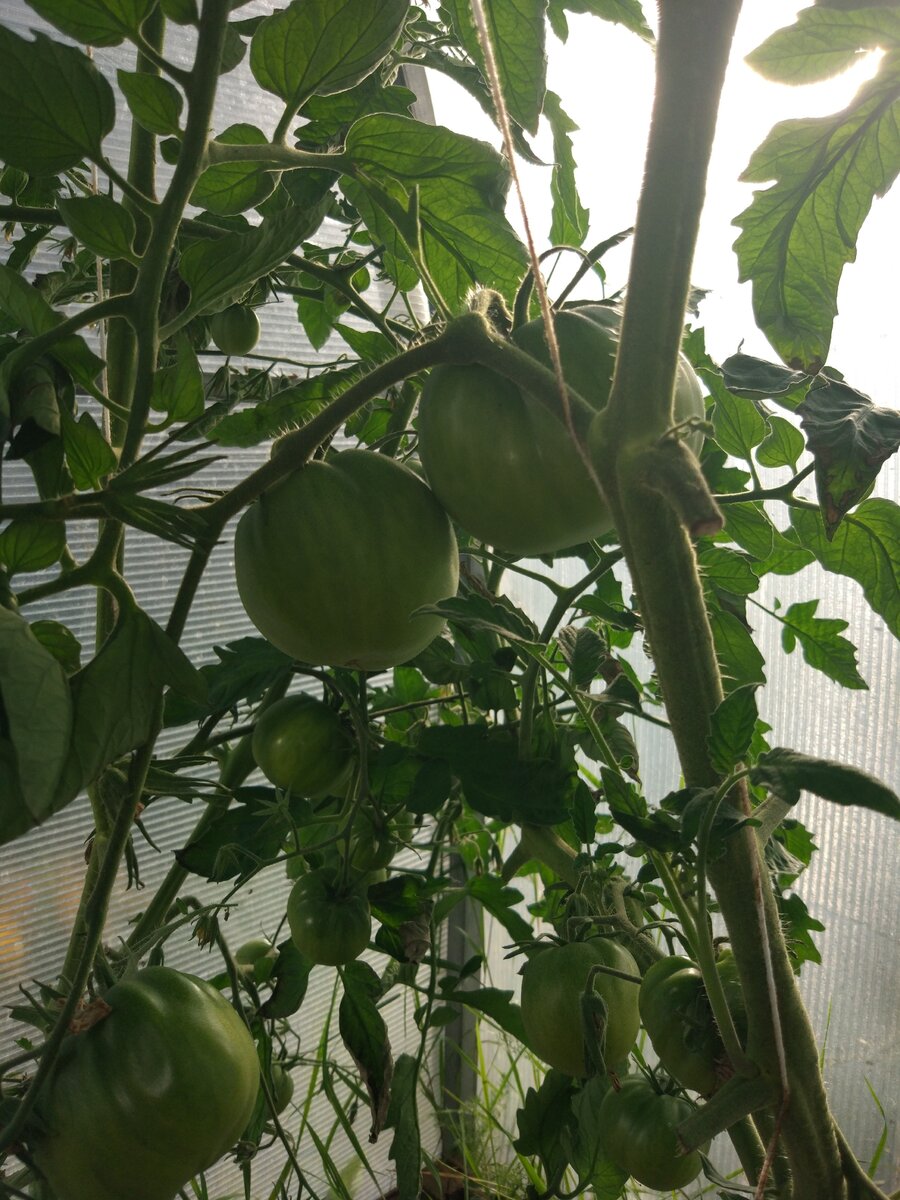 Пока ещё не совсем коричневый , но уже видны полоски