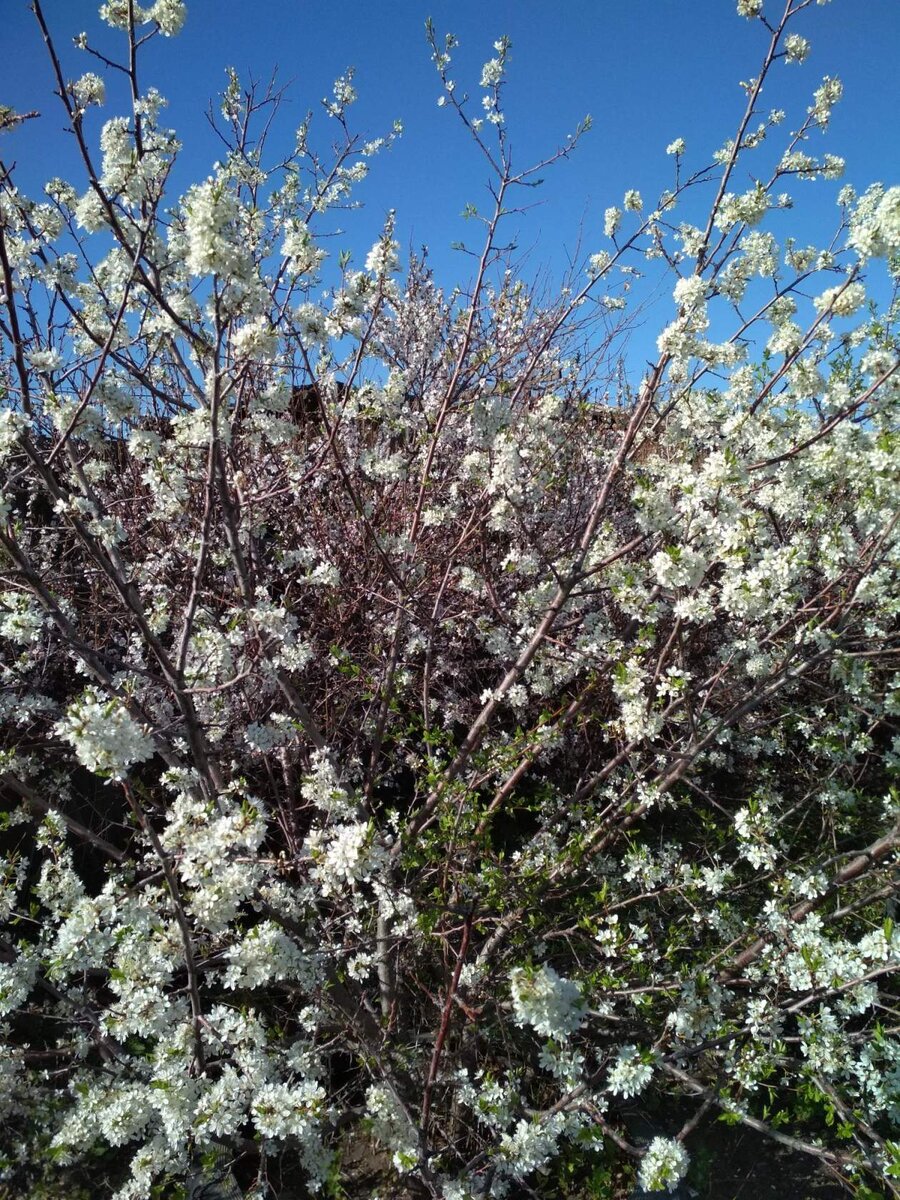 Цветущая слива