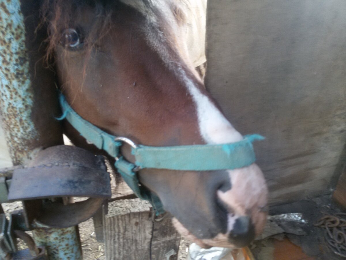 Вот эта наглая понячья морда. Фото автора.