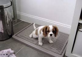 Лоток с сеткой для девочек.