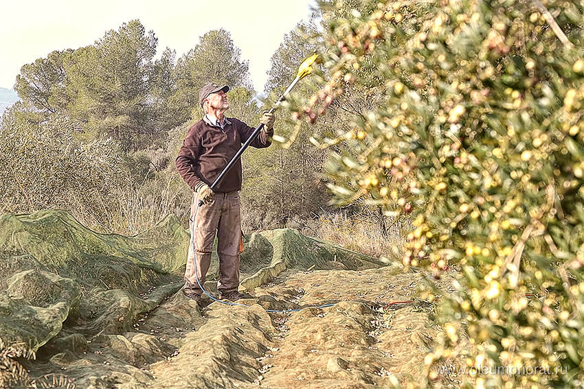 Ручной сбор оливок в провинции Таррагона, Каталония