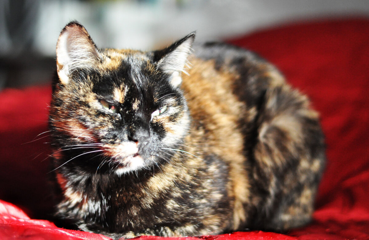 Работать с кошкой в обнимку - это прекрасно