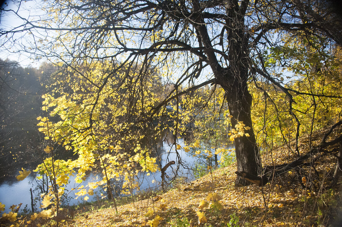 желтые пруды. тарелочкин пруд салтыковка. золотой пруд салтыковка. желтые пруды. тарелочкин пруд салтыковка.