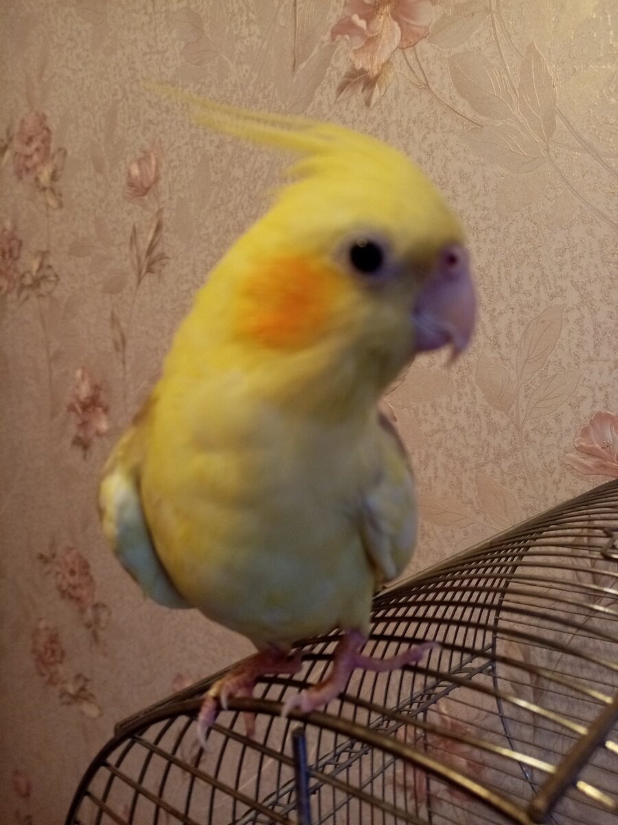 Кеша. 