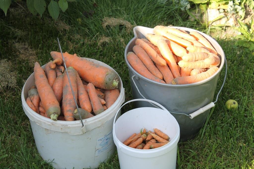 Морковь zero waste как сохранить свежесть