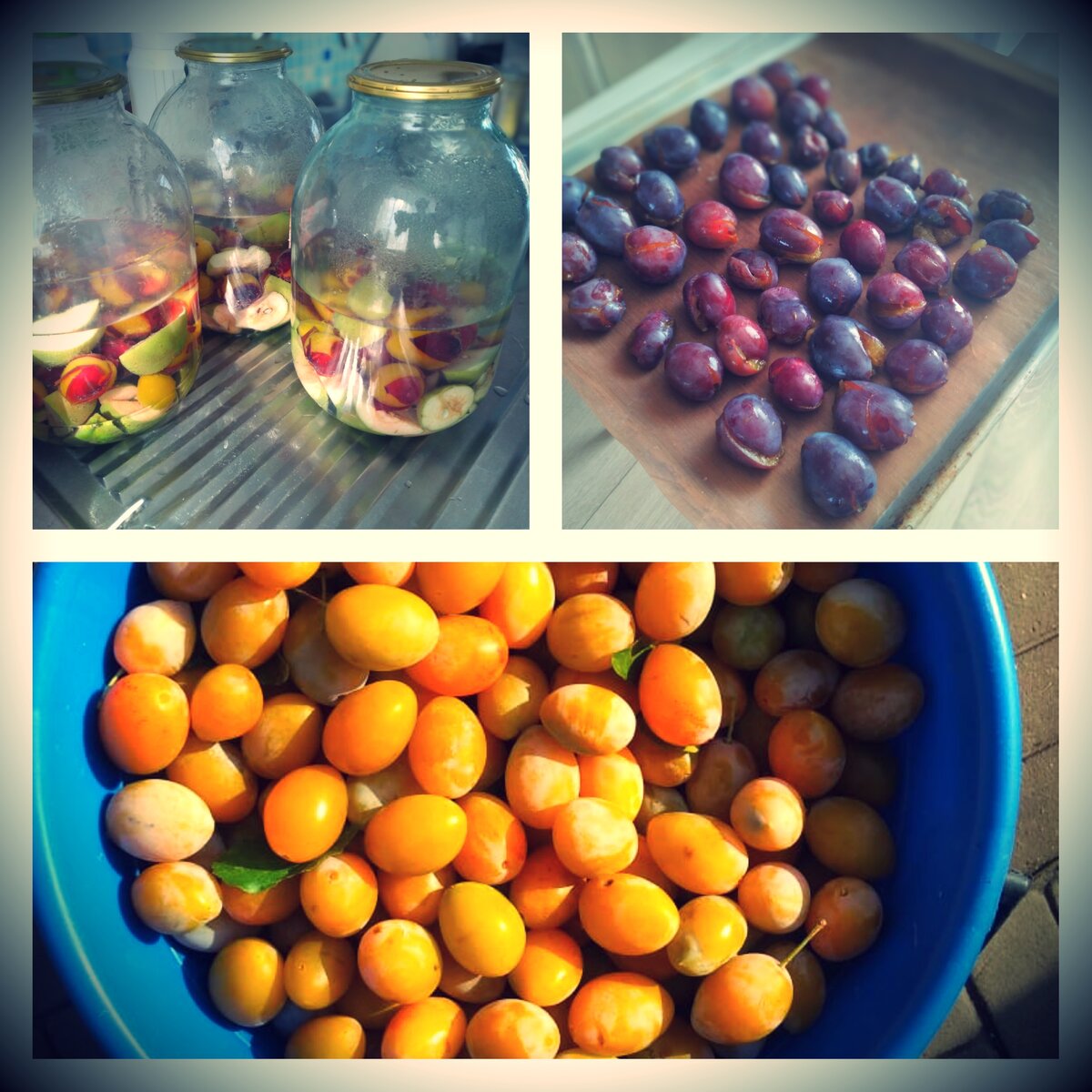 Сегодня у меня был витаминный день, когда поспела  слива 😋