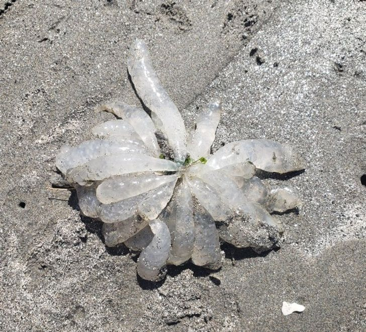 «Нашел эти прозрачные, похожие на трубки желеобразные штуки на пляже. Кажется, это яйца кальмаров»