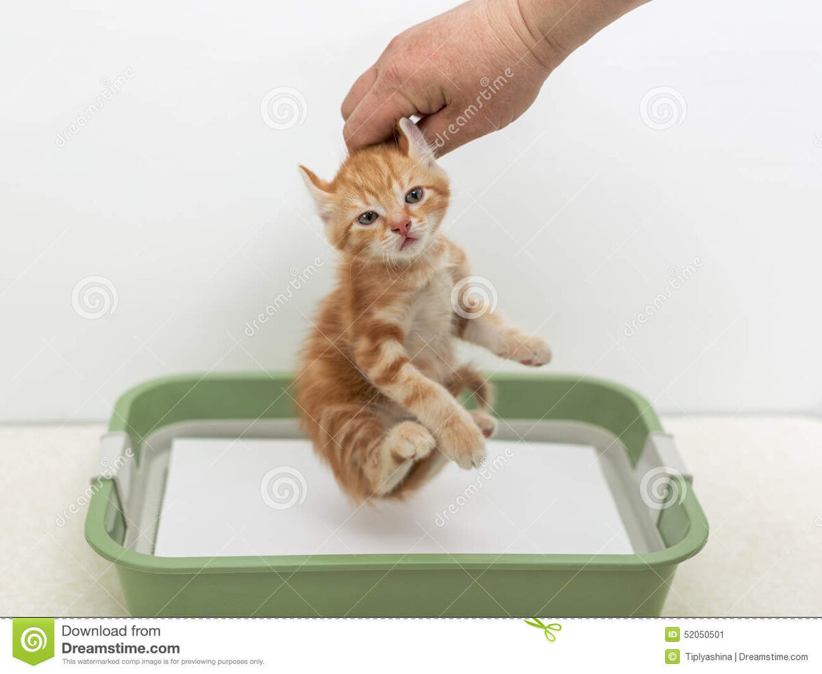 Узнайте как быстро приучить котенка к лотку. Какие рекомендации следует соблюдать. 5 способов приучения кошек к лотку от опытных заводчиков.
