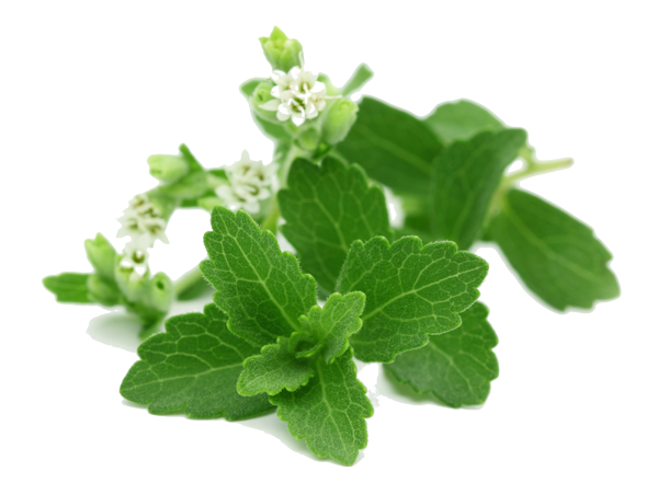 Стевия (Candyleaf Stevia Plants) - заменитель сахара