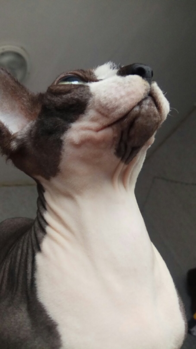 Сфинкс