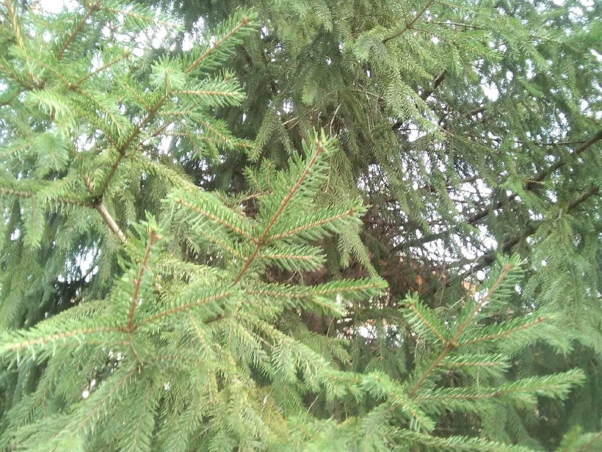 В лесу ёлочка зеленая растет(фотография из личного архива автора) 