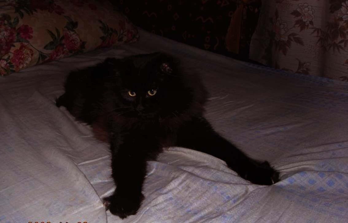 Чёрная кошка в тёмной комнате