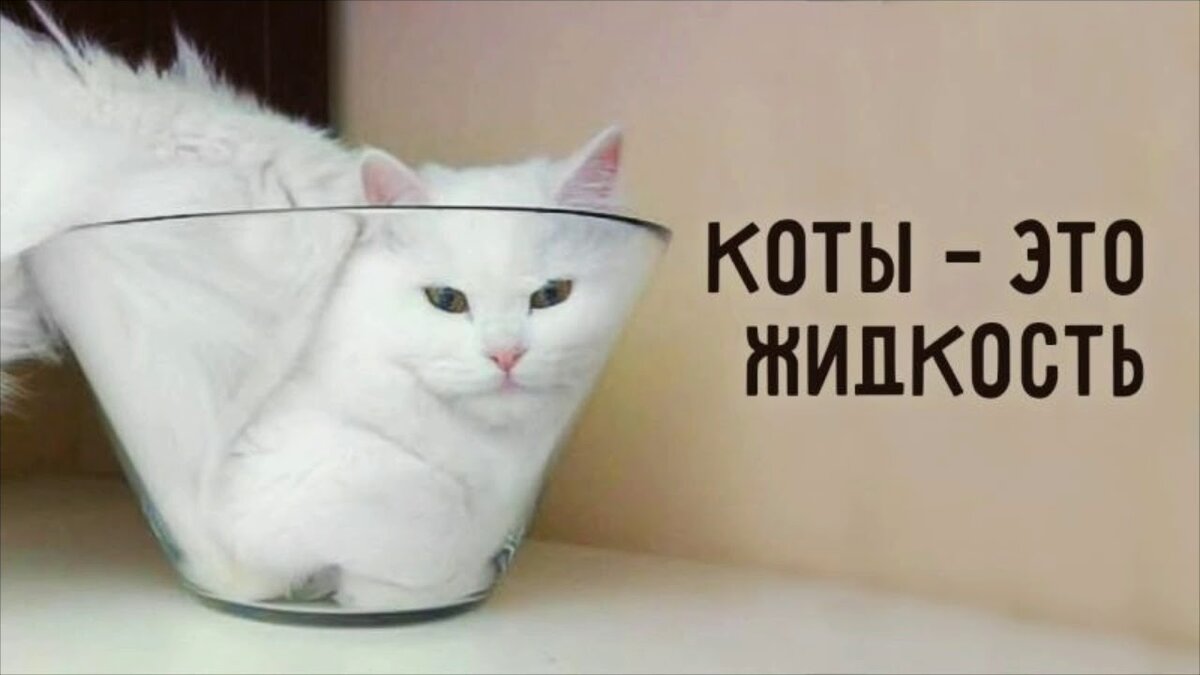 Как можно не любить этих забавных, полных нелепости пушистых созданий?