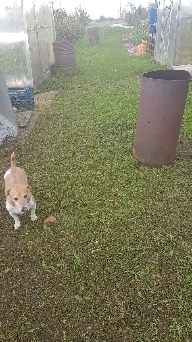 Это моя дорожка в огороде. 