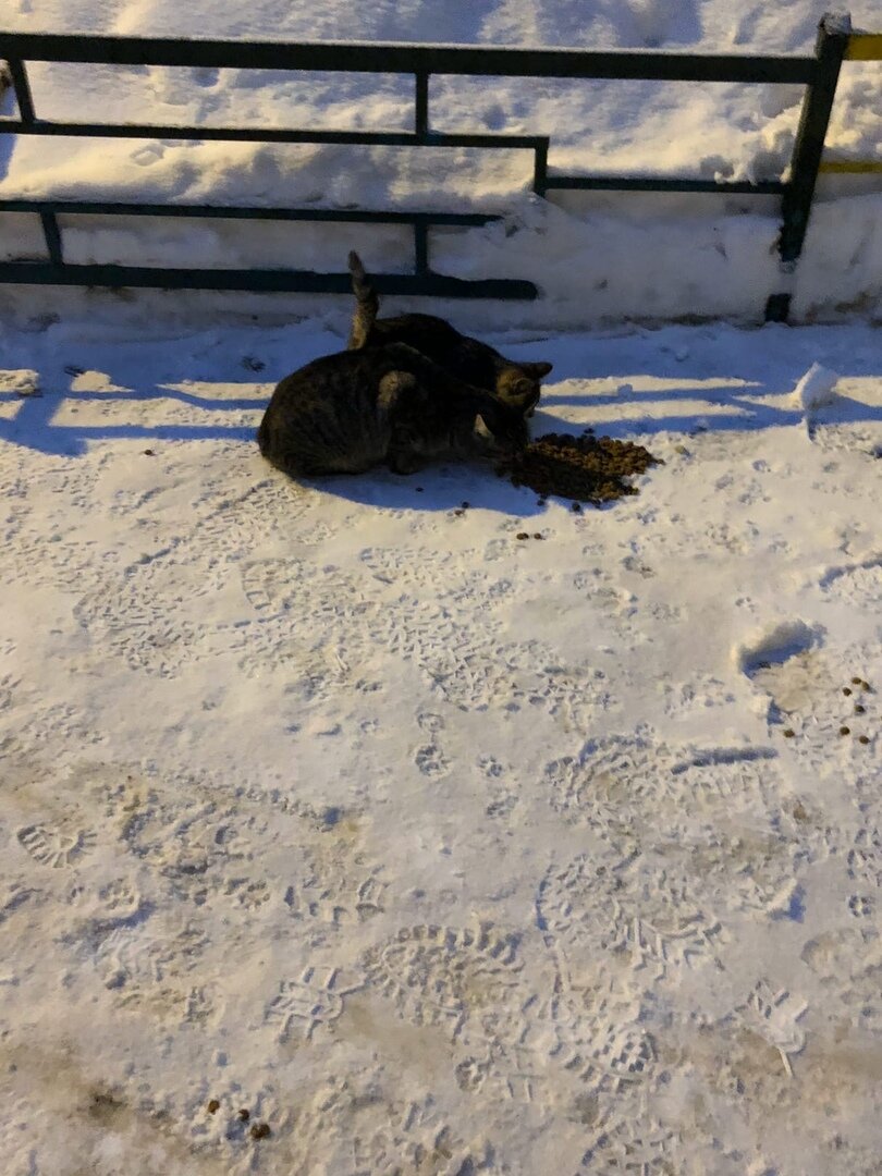 Выбежали из подвала кушать