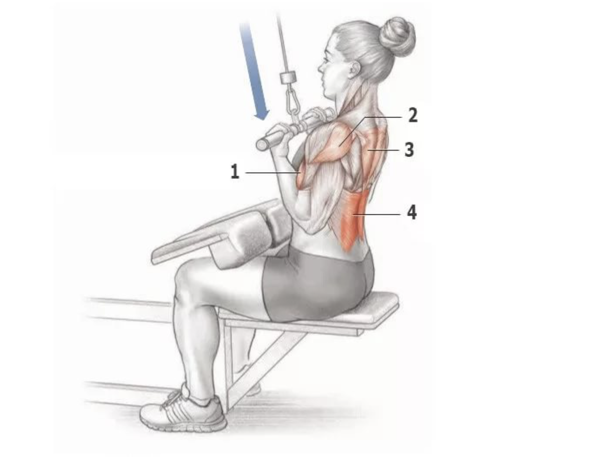 Упражнения на нижнюю спину. Тяга горизонтального блока мышцы задействованы. Тяга вертикального блока обратным хватом. Тяга верхнего блока к груди обратным хватом. Тяга вертикального блока к груди обратным хватом техника.