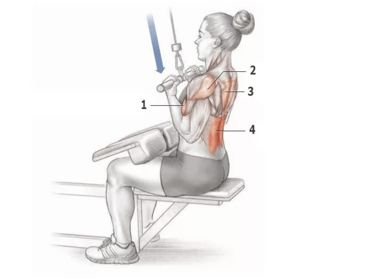 Тяга горизонтального блока мышцы задействованы. Тяга верхнего блока к груди обратным хватом. Тяга вертикального блока к груди обратным хватом техника. Тяга горизонтального блока обратным хватом.