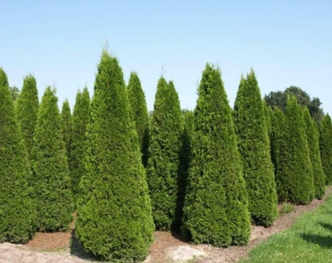 Туя Смарагд