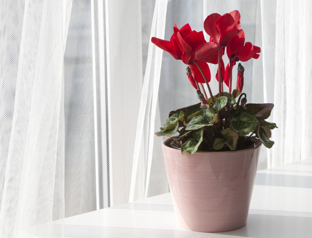 Цикламен относится к «домашним амулетам». Еще древние римляне верили, что он охраняет от всех напастей, уныния и грусти.