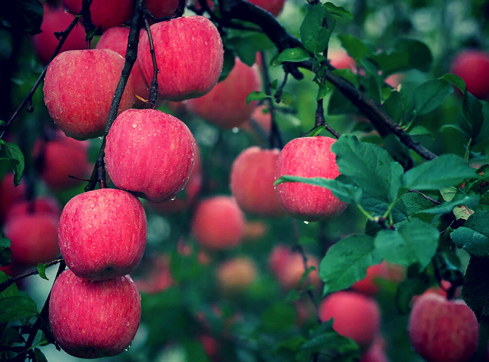 Яблочки без тли.