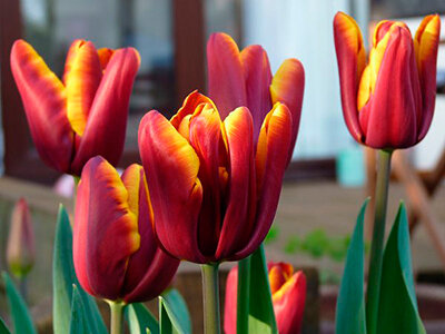 Тюльпан триумф Абу Хасан