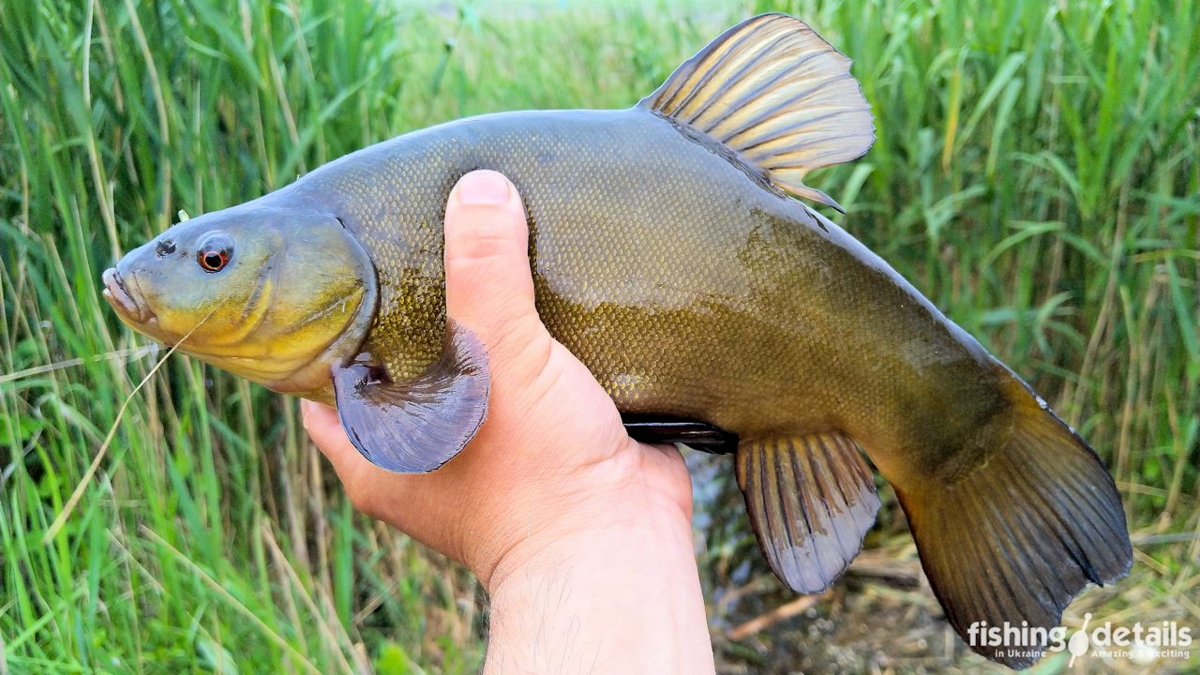 европейский хариус красная книга. речная рыба беларуси. линь озерный. ауха рыба. рыбы беларуси.