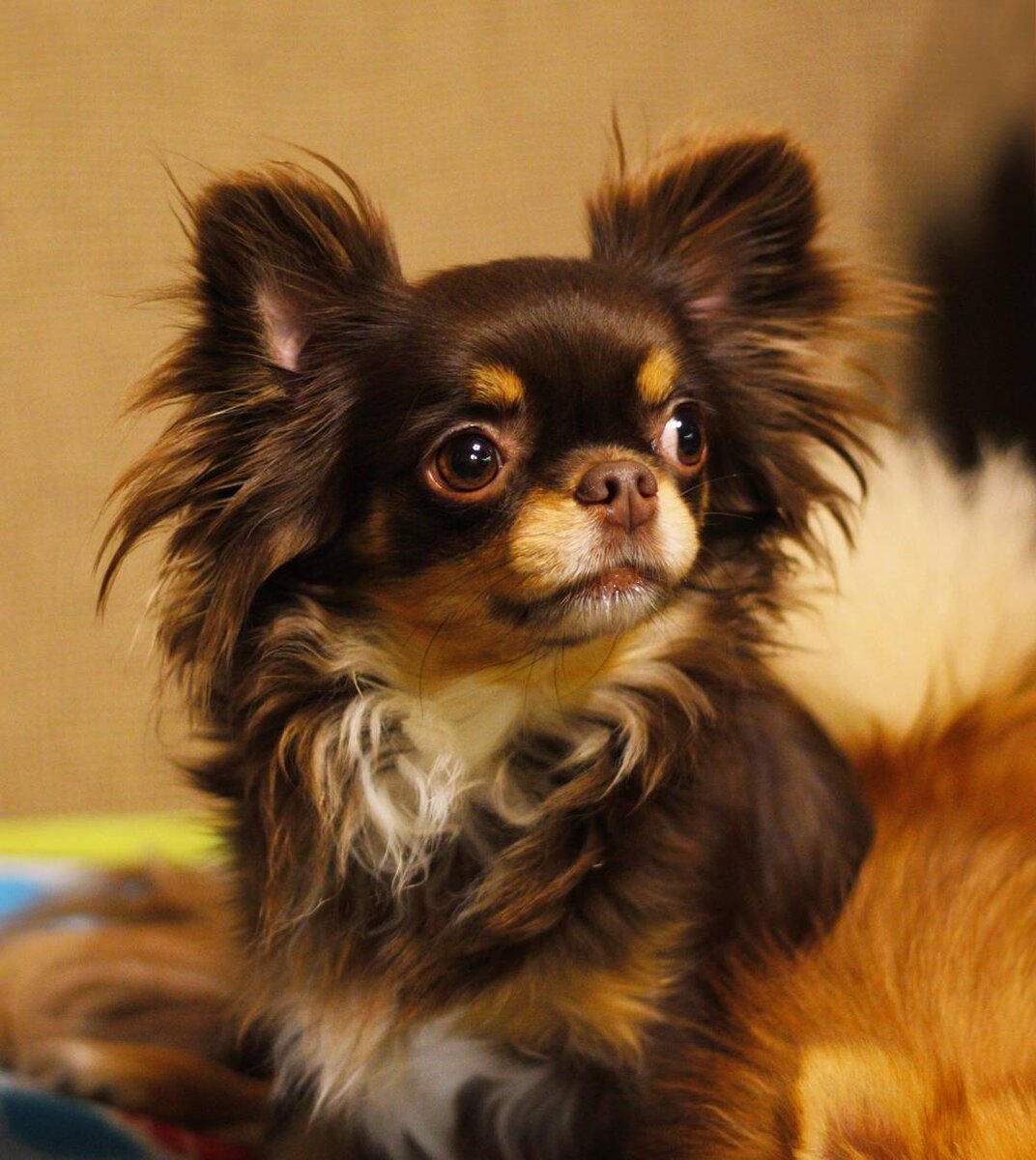 Чихуахуа Чипа