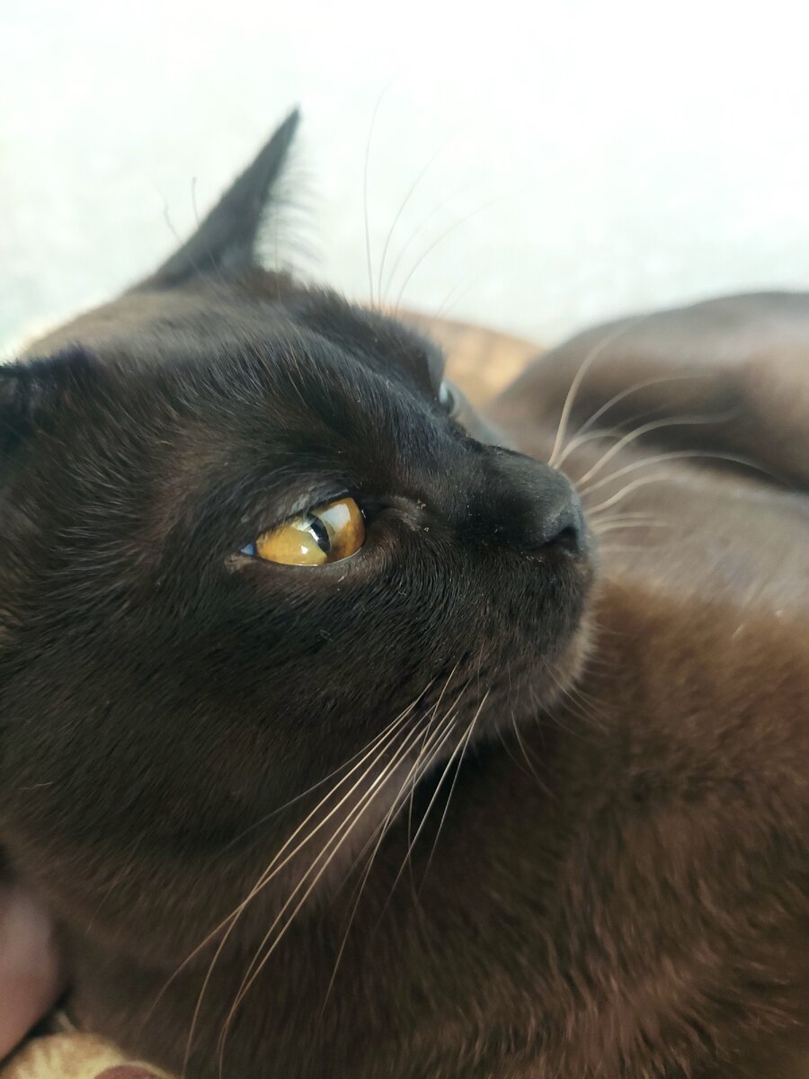 Кот не Водолей, но явно в своей уникальности не сомневается! :) 