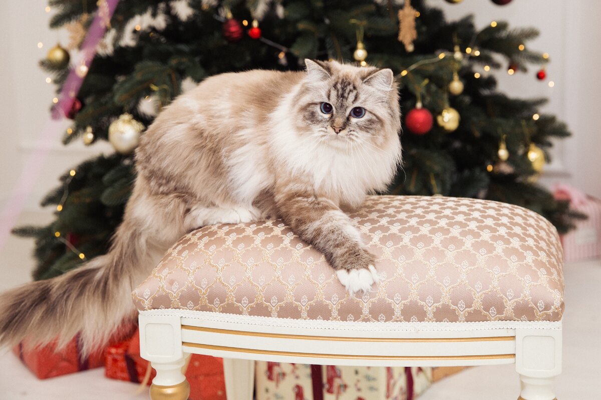 Scarlett O'Hara Valley Tuberose