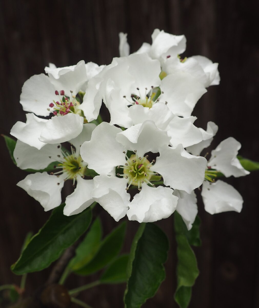 Грушевый цвет. Фото автора.