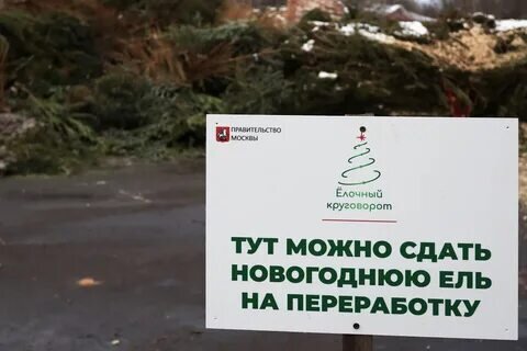 Пункты приёма деревьев 