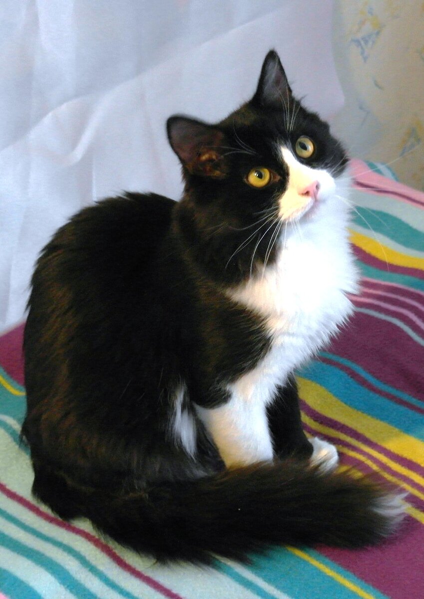 что то. марсик. кот марсик фото. марсик. мартен марсик.