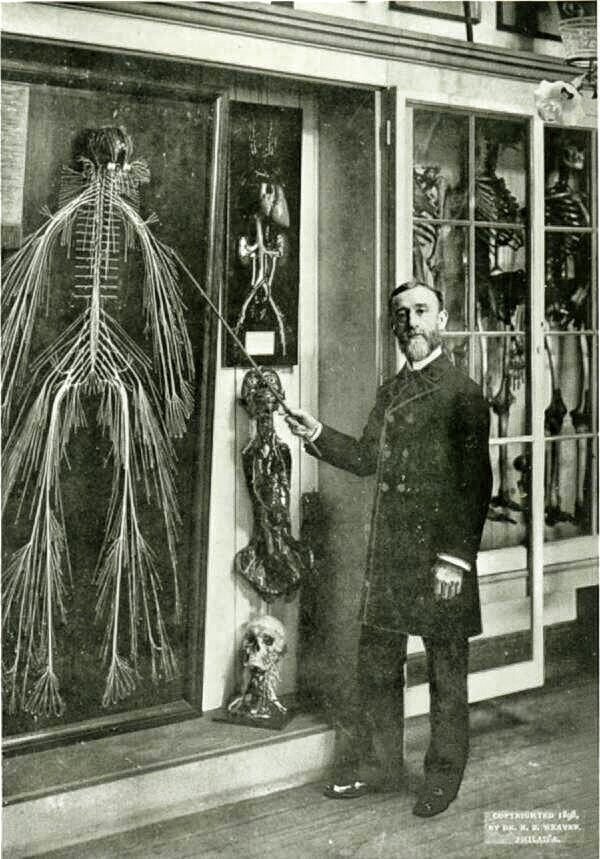  преподаватель университета  показывает нервную систему американской уборщицы