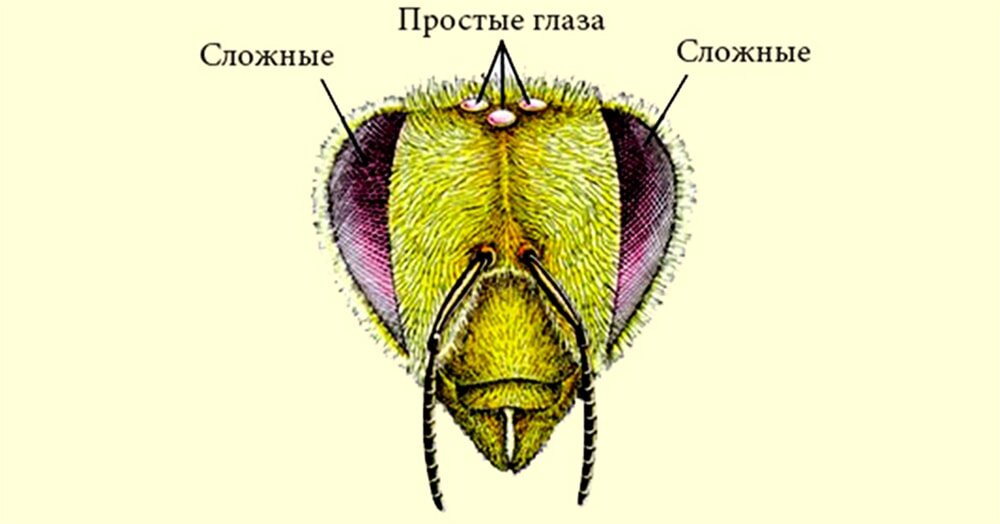 устройство глаз пчел