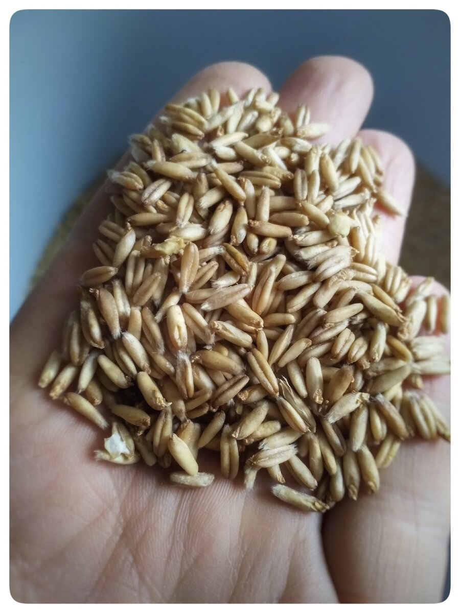  Пророщенное, сухое зерно овса. 