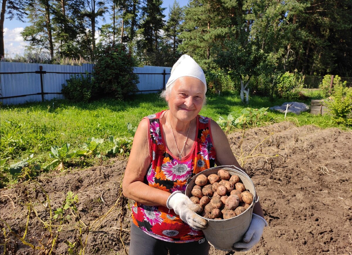 Уборка картофеля на огороде