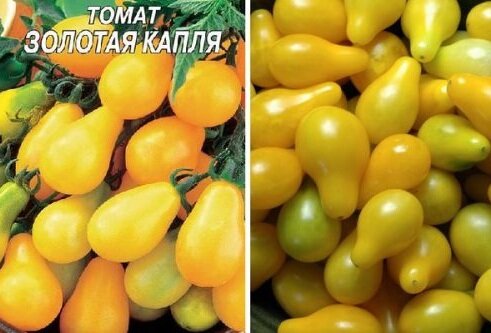 Томат золотой алтын отзывы фото урожайность