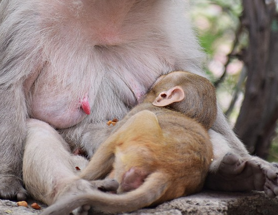 Изображение с сайта pixabay.com