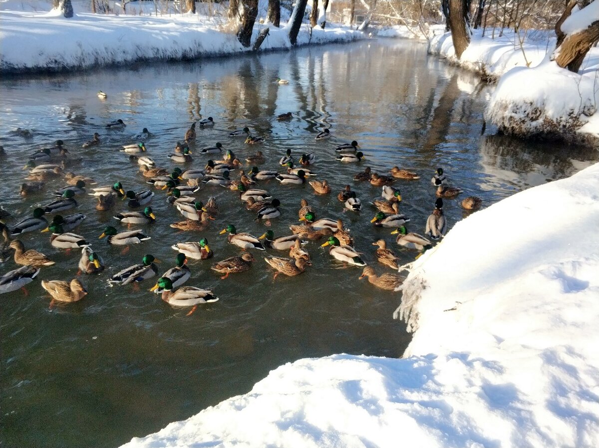 водоплавающие птицы москвы