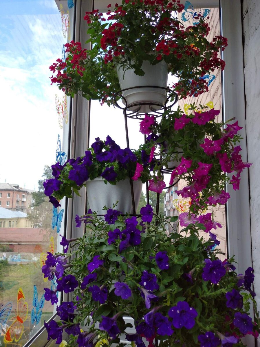 Вверху тоже ампельная вербенка