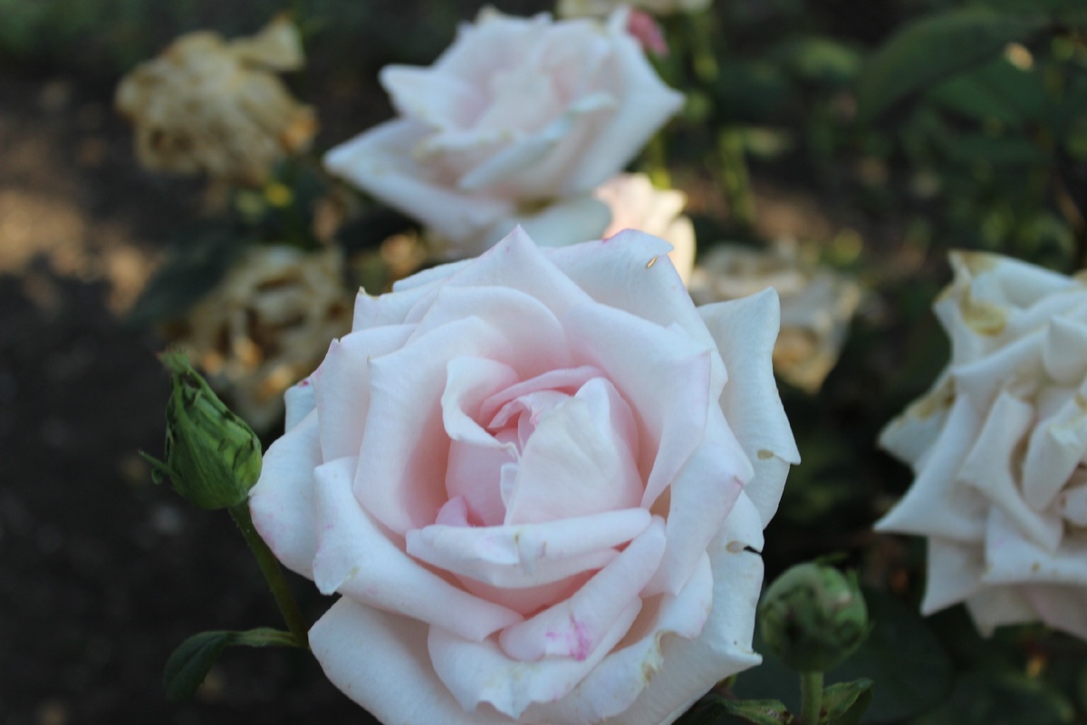 Роза — символ совершенства, Мудрости и чистоты.
Признано её главенство,
Средь цветочной пестроты.
В лепестках хранит царица,
Тайну нежности, любви.
Каждый может насладиться,
Эталоном красоты.
Роз букет — очарованье,
Дарит символ каждый цвет:
Красный — путь к любви, признанье,
Белый — чистоты завет.