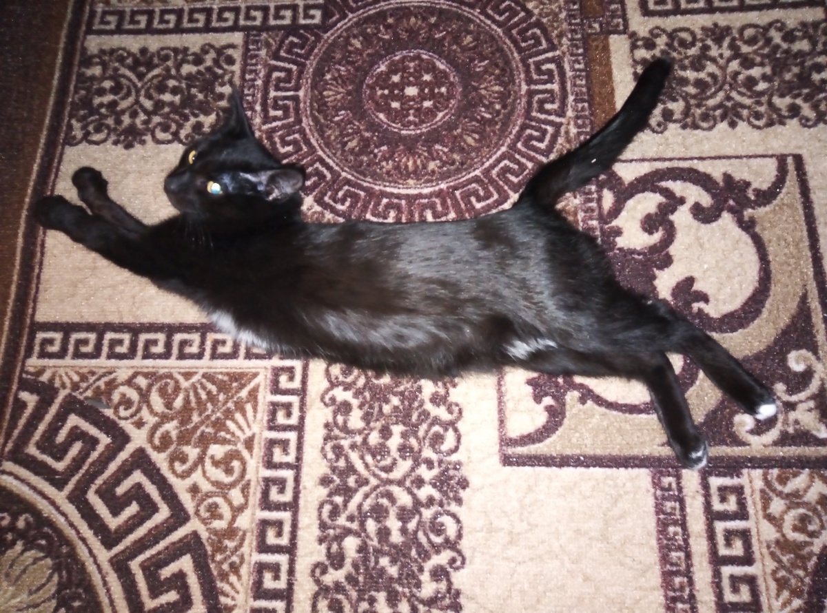 Маленький пантеррр 😻
