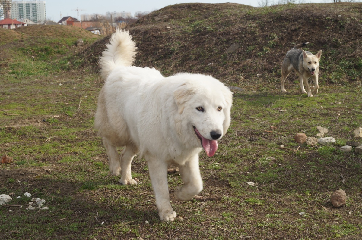 Наша Маремма - Тильда