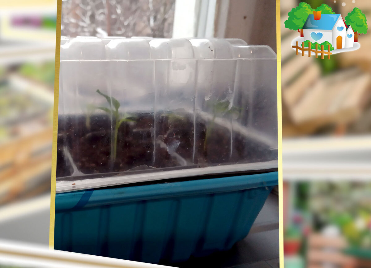 Прозрачная емкость из-под фарша в качестве крышки