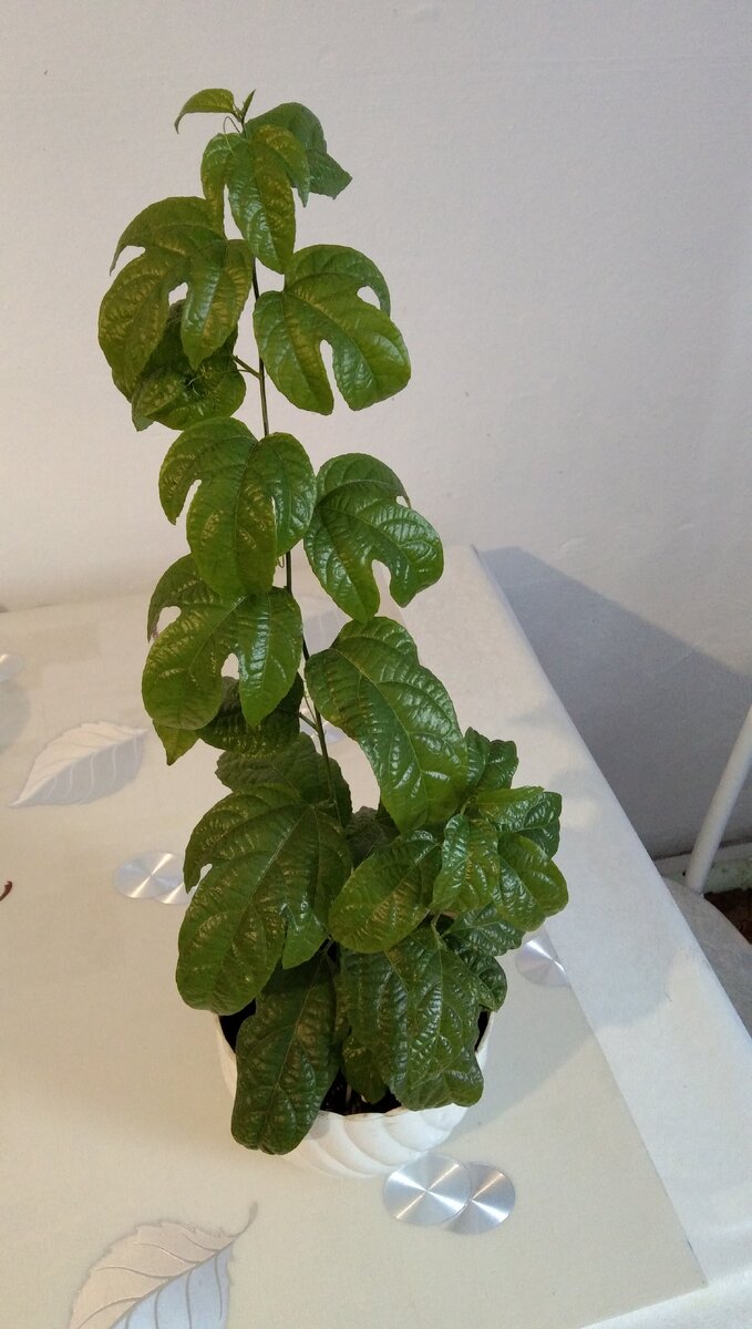 Маракуя 6 месяцев. (Фото автора)