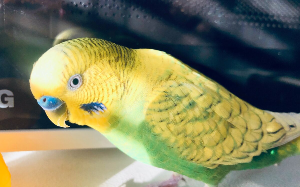 Тэри в ужасе думает о тефлоне. 