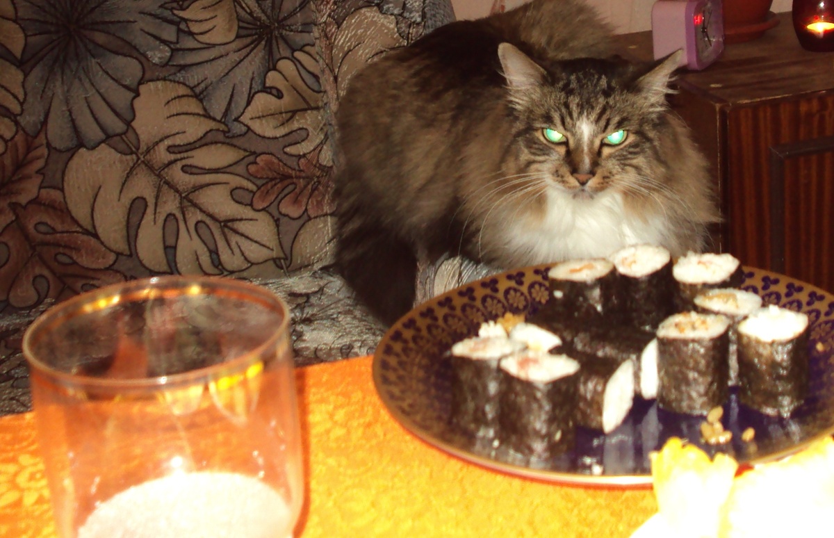 Наш кот Барсик